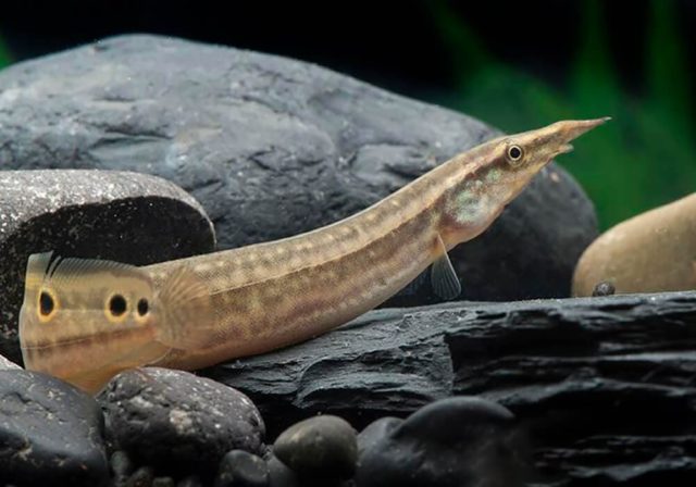 Макрогнатус глазчатый Макрогнатус глазчатый