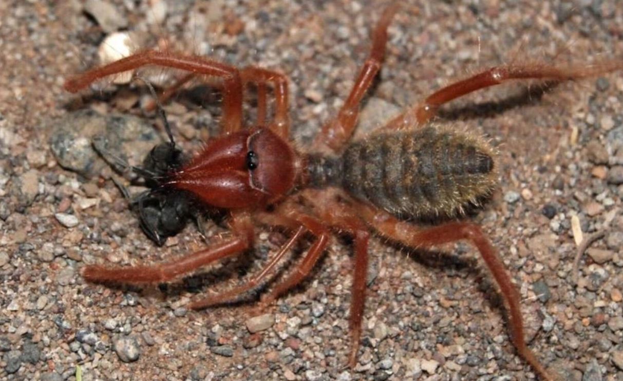 Верблюжий паук: описание, внешний вид, интересные факты