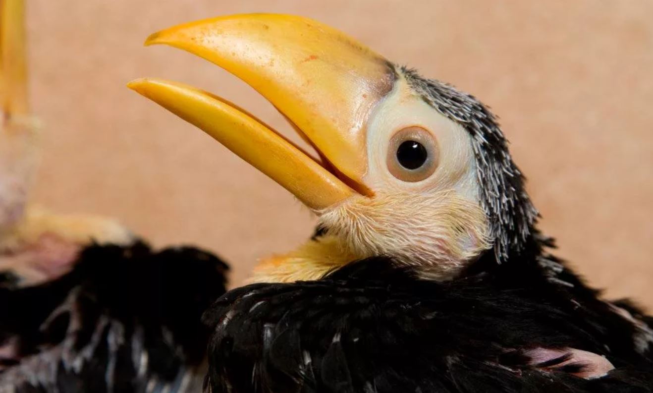 Тукан: описание, где обитает, интересные факты