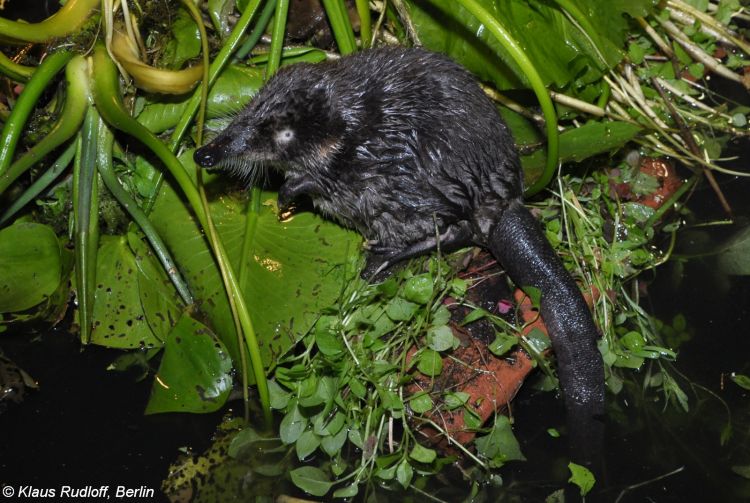 Русская выхухоль из Красной книги – краткое описание
