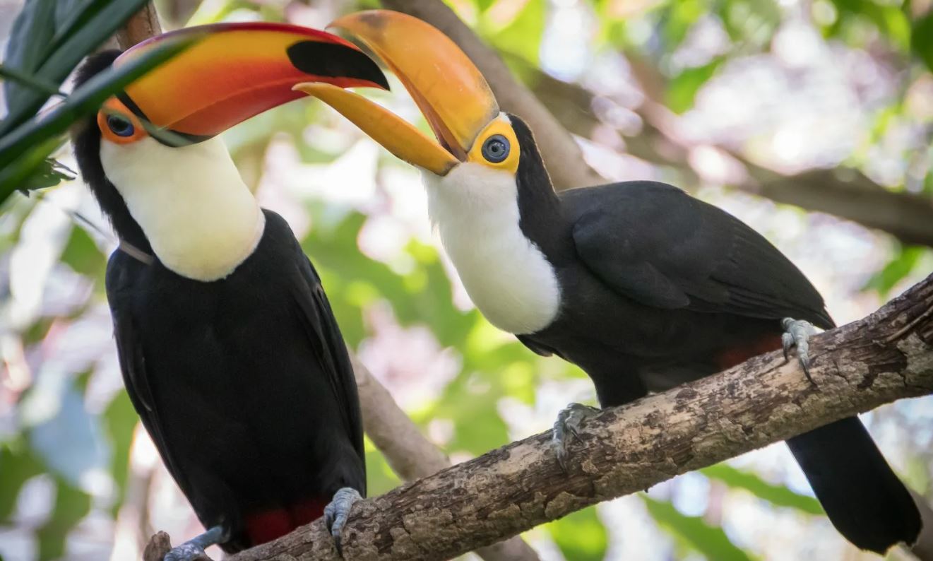 Тукан: описание, где обитает, интересные факты