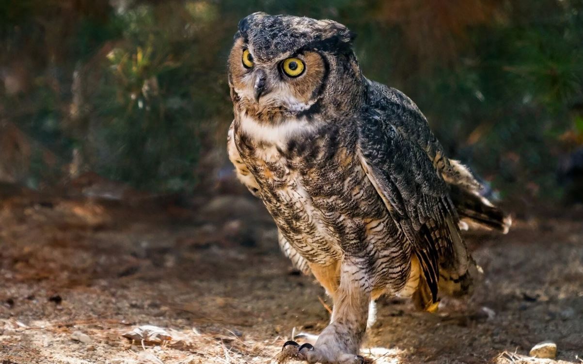 Филин: описание, образ жизни, интересные факты