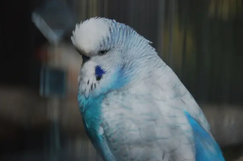 Попугай чех: описание породы