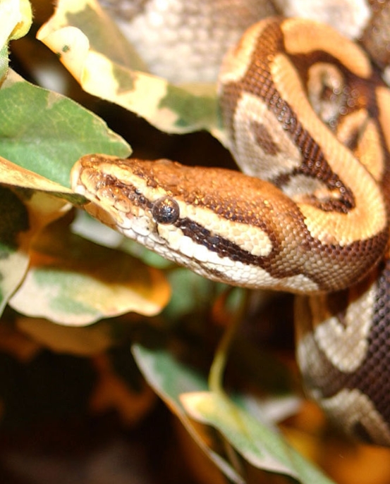 Королевский питон в домашних условиях: уход и содержание