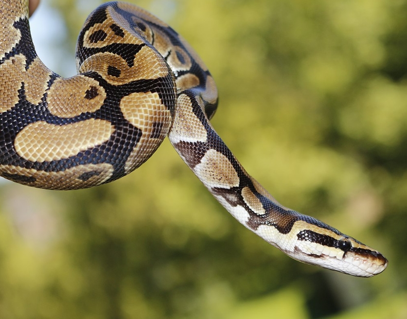 Королевский питон в домашних условиях: уход и содержание