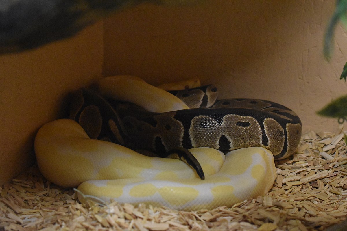 Королевский питон в домашних условиях: уход и содержание