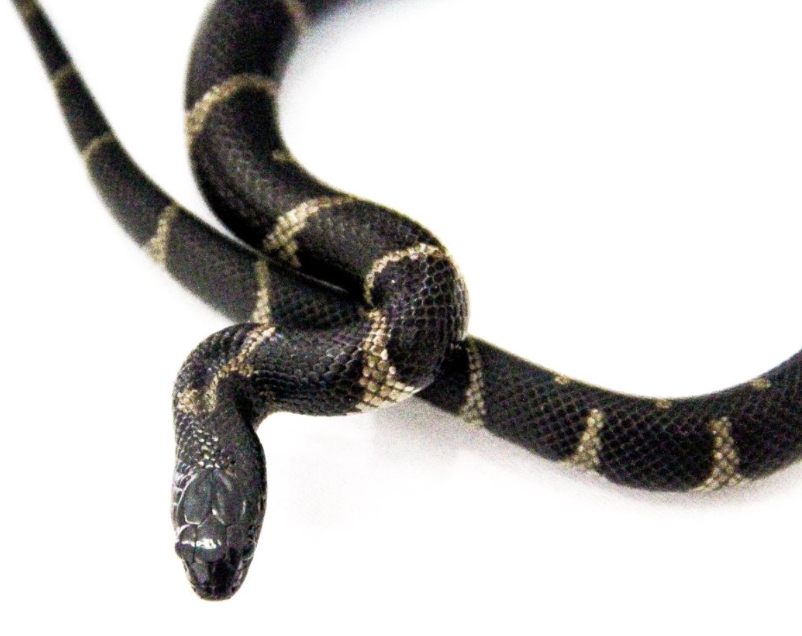 Калифорнийская змея: описание, виды, содержание и уход