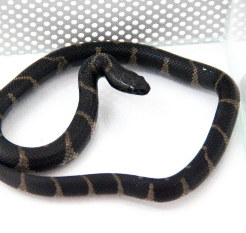 Калифорнийская змея: описание, виды, содержание и уход