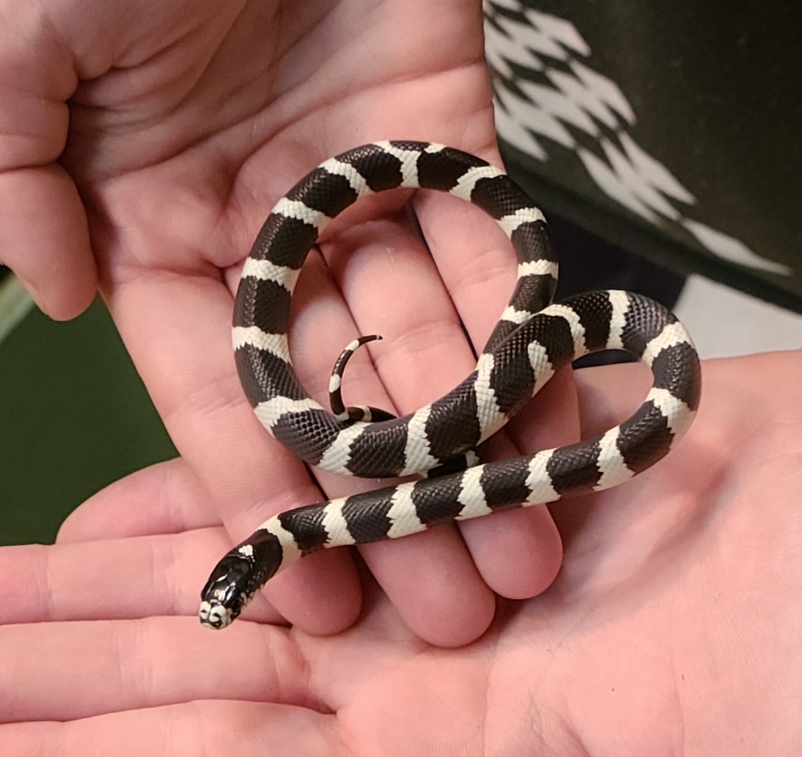 Калифорнийская змея: описание, виды, содержание и уход