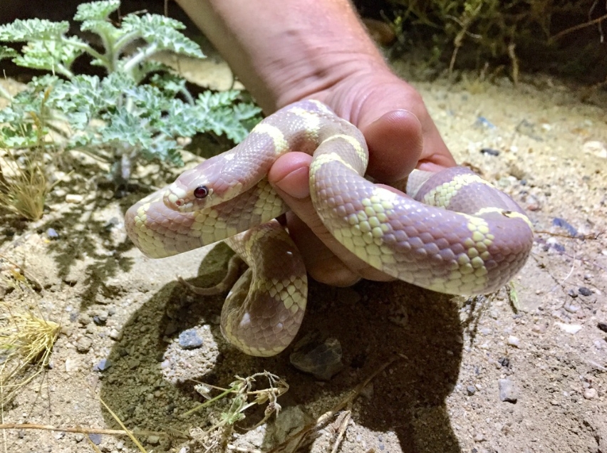 Калифорнийская змея: описание, виды, содержание и уход