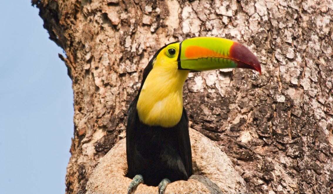 Тукан: описание, где обитает, интересные факты