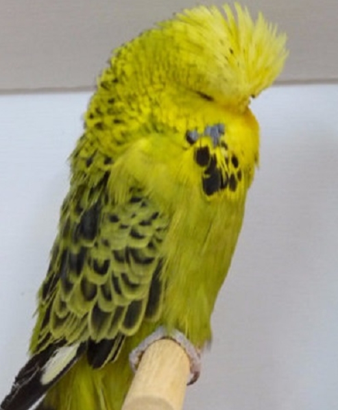 Попугай чех: описание породы