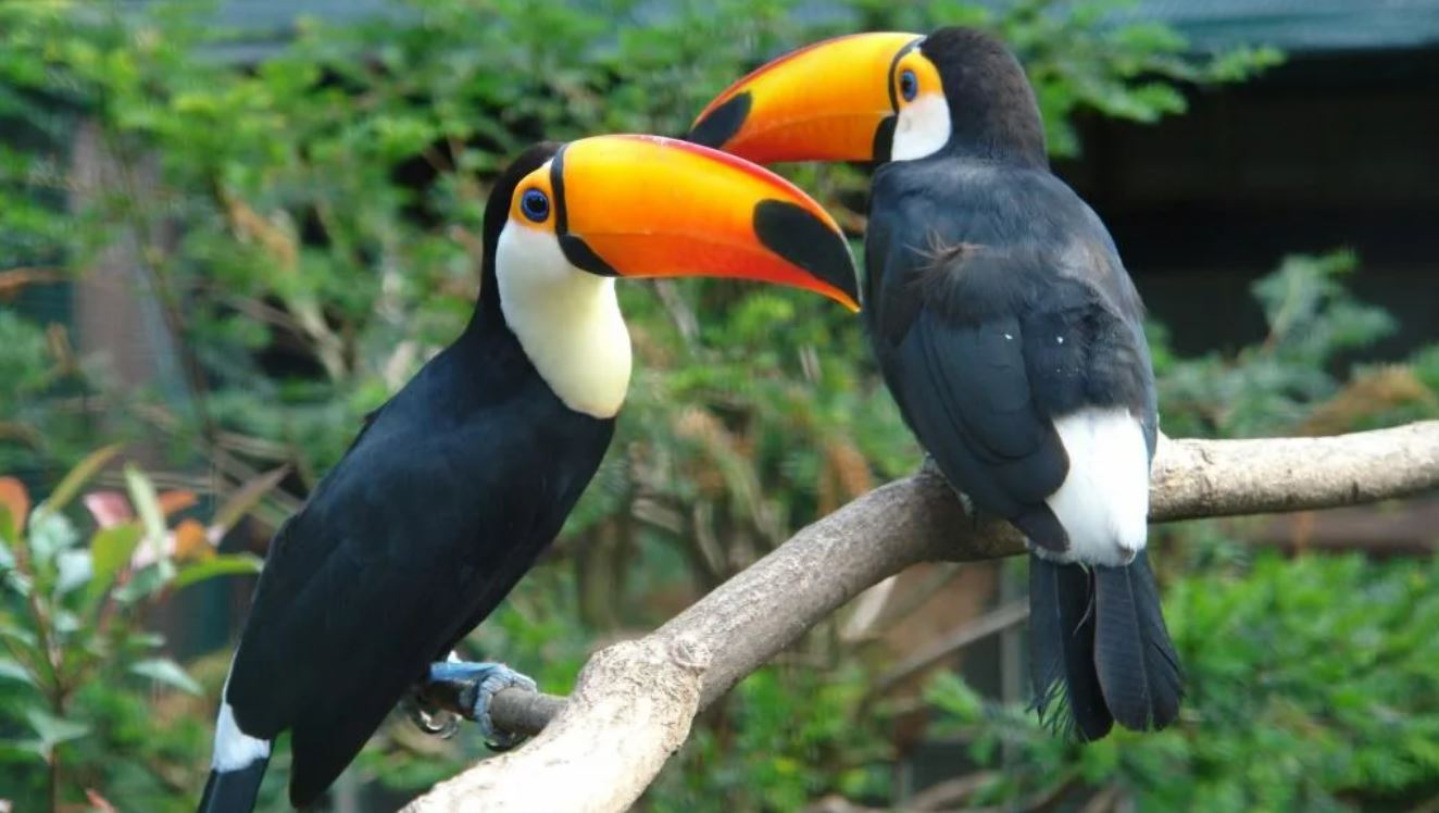 Тукан: описание, где обитает, интересные факты