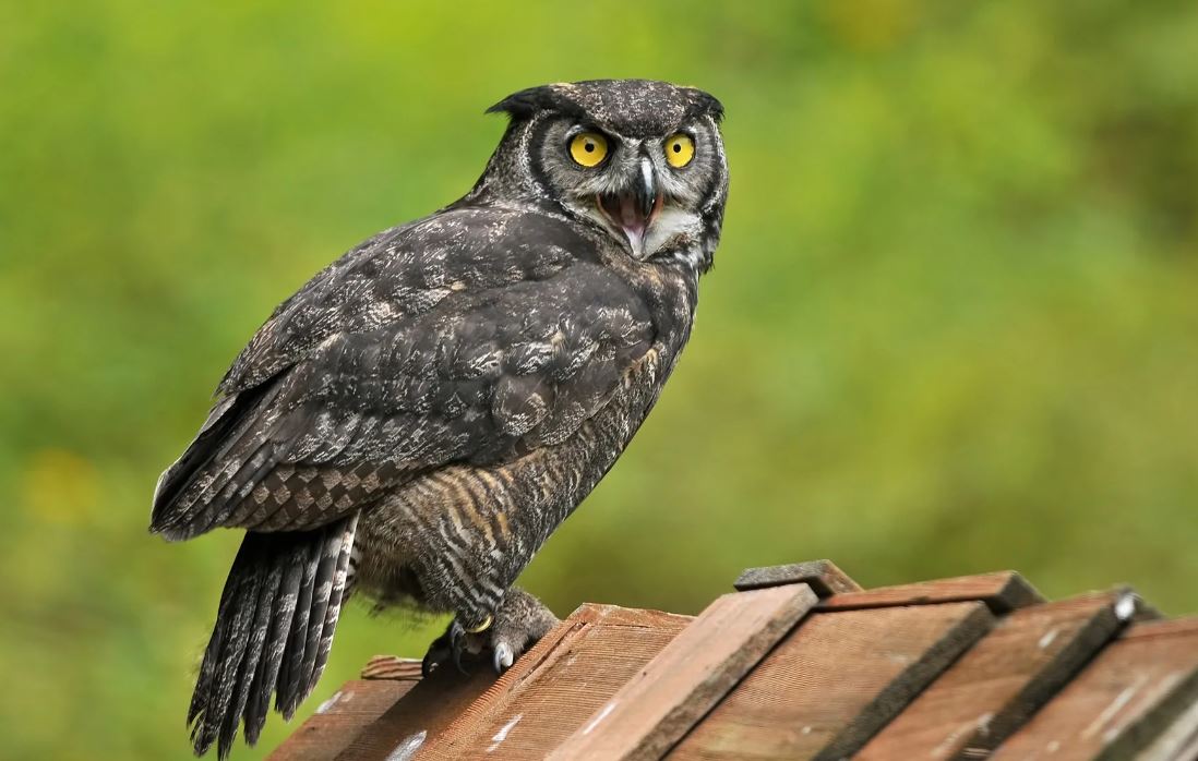 Филин: описание, образ жизни, интересные факты