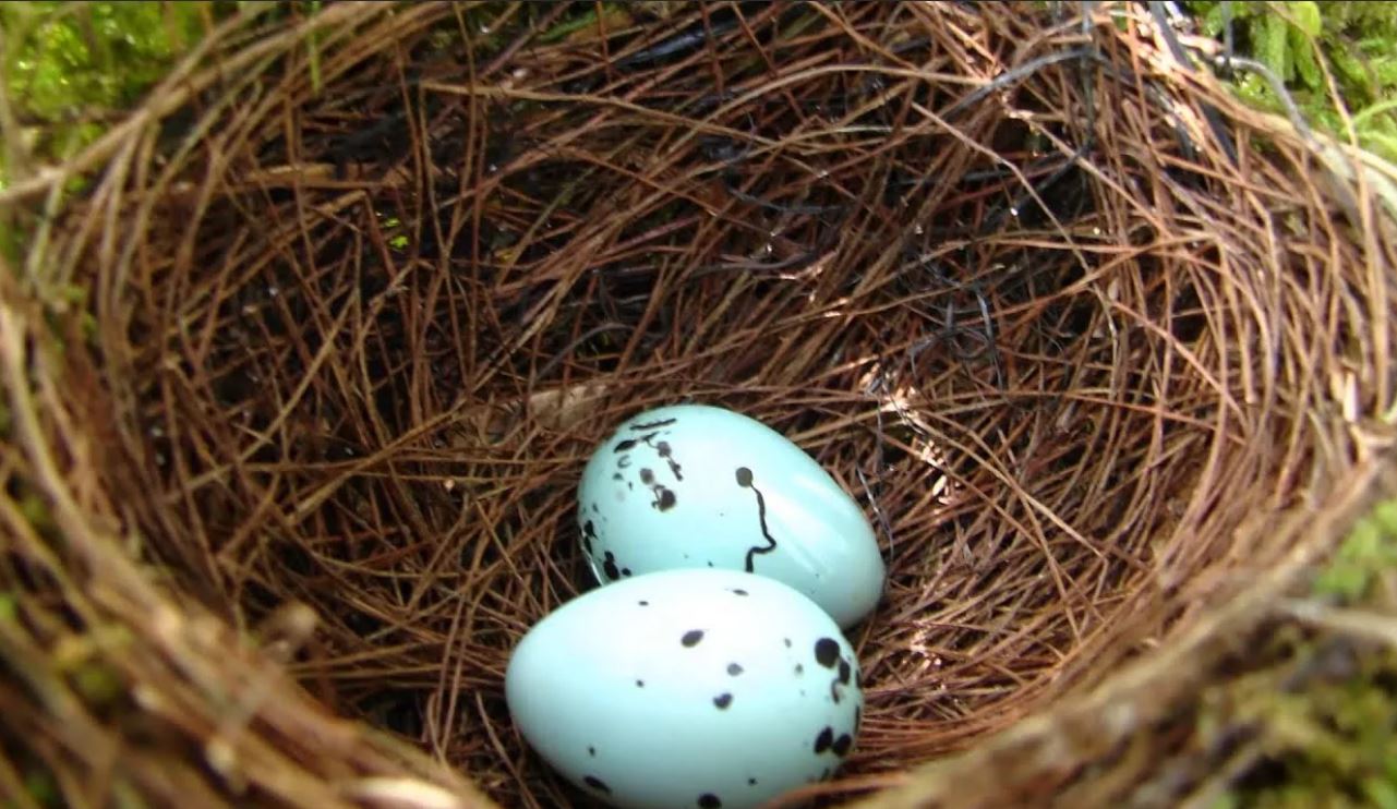 Тукан: описание, где обитает, интересные факты