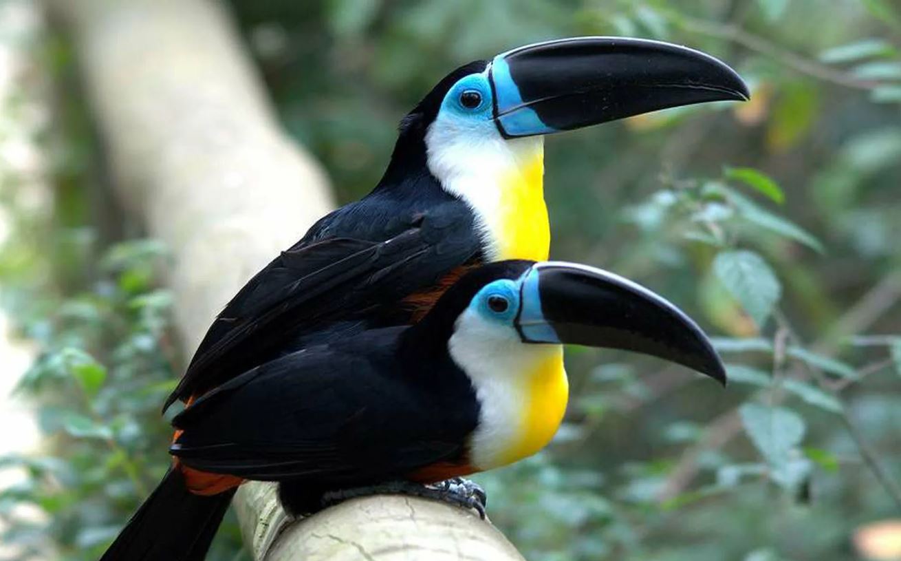 Тукан: описание, где обитает, интересные факты