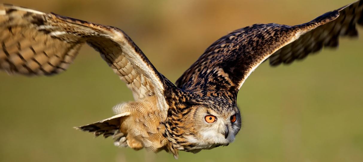 Филин: описание, образ жизни, интересные факты