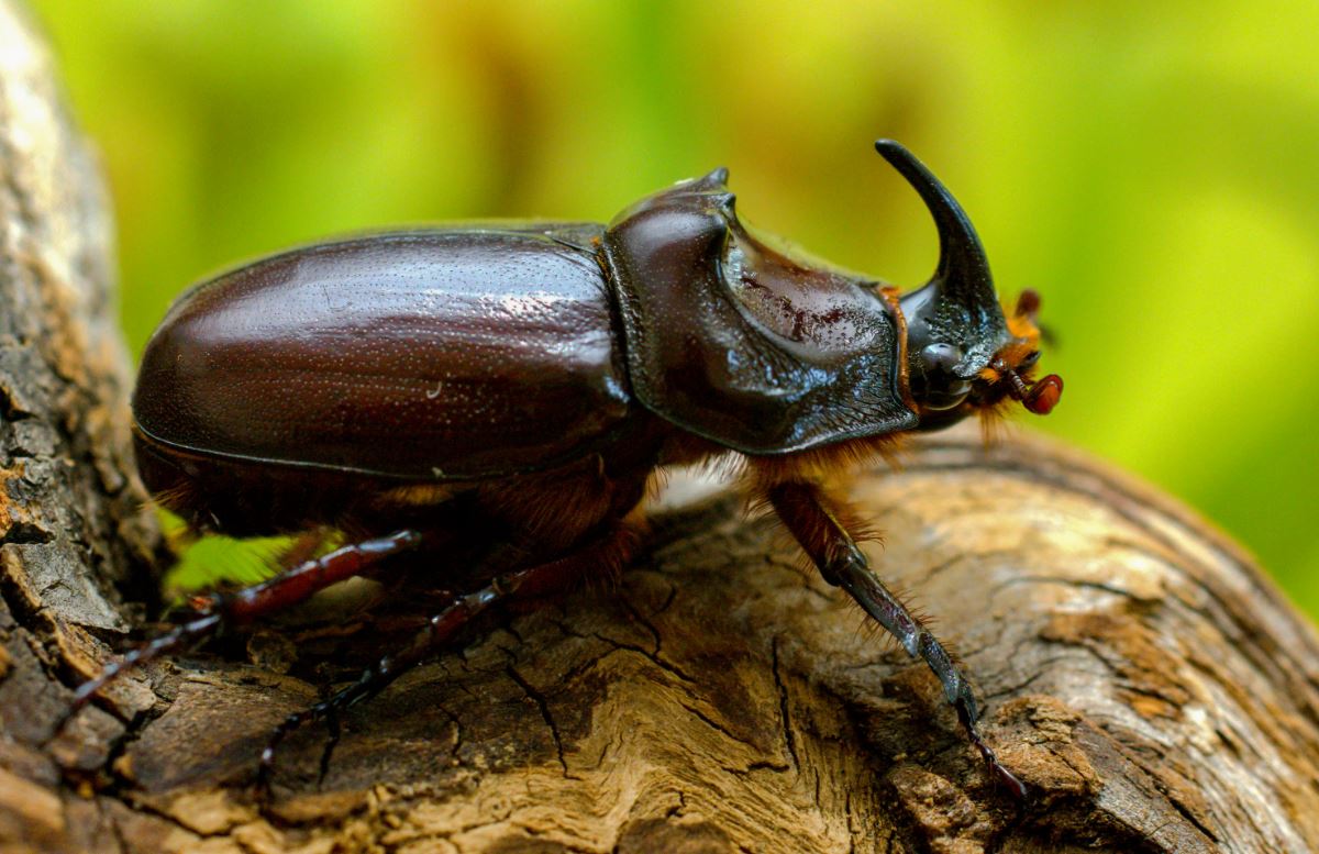 Жук-носорог: описание, где обитает, интересные факты