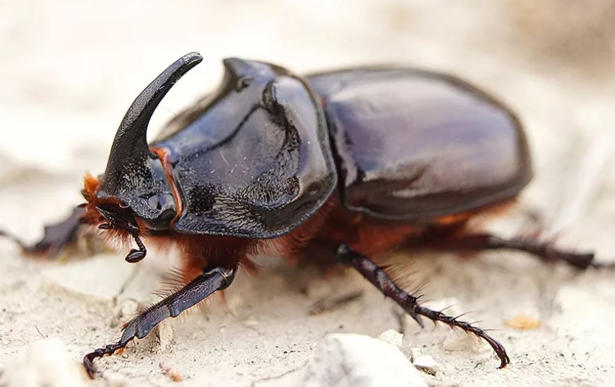 Жук-носорог: описание, где обитает, интересные факты