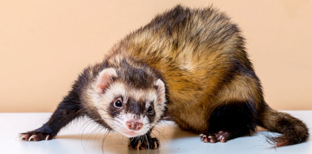 Хонорик – маленький хищник с внешностью хорька и любознательностью норки