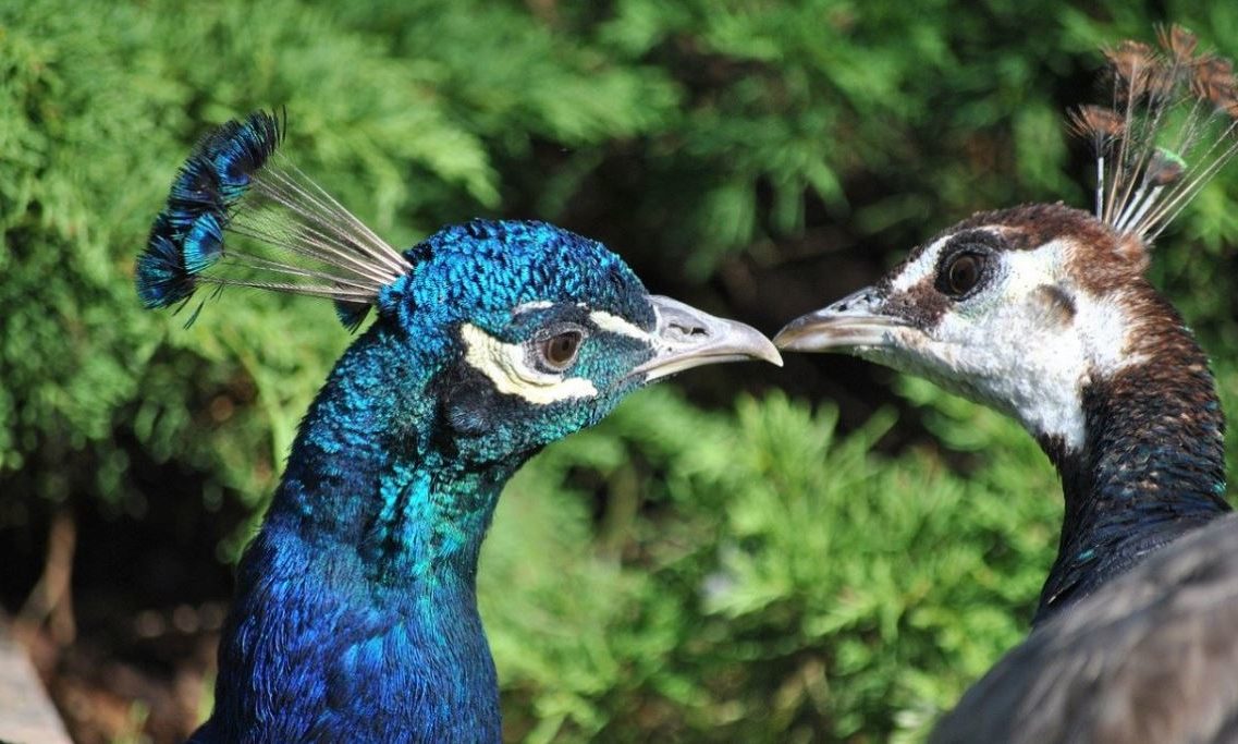 Райская птица павлин - где обитает, особенности существования