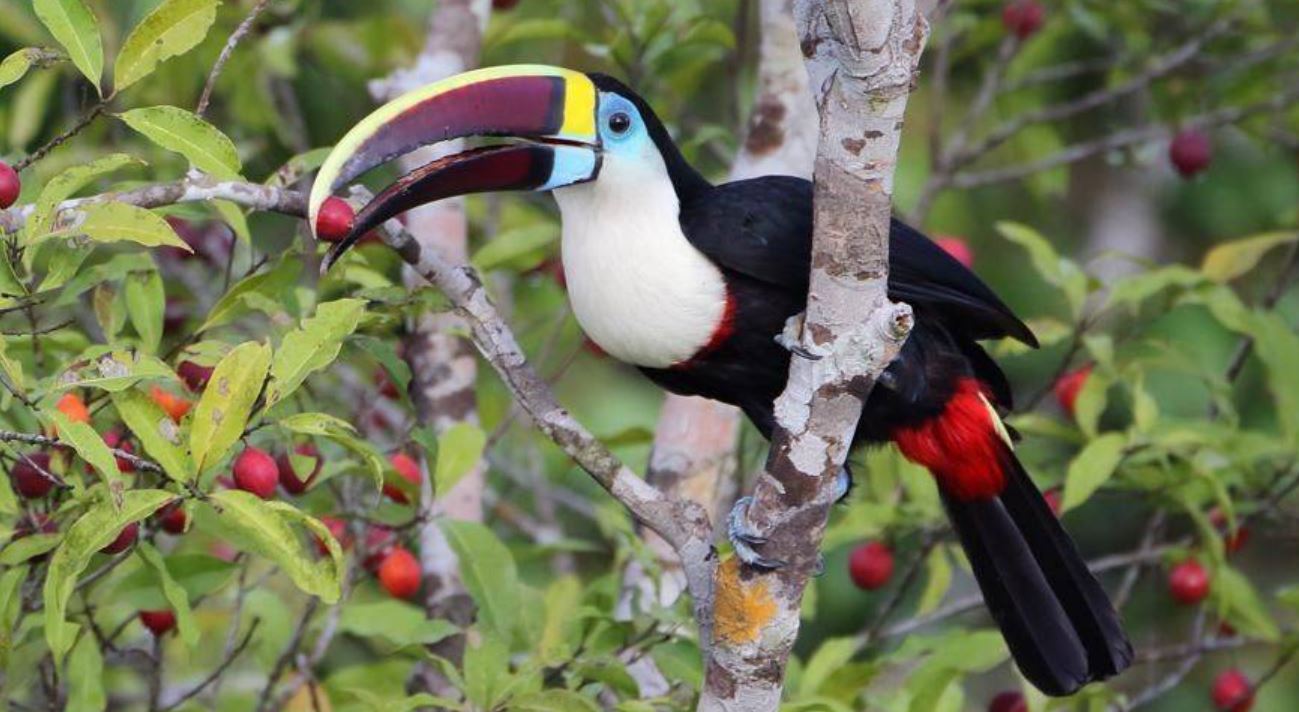 Тукан: описание, где обитает, интересные факты