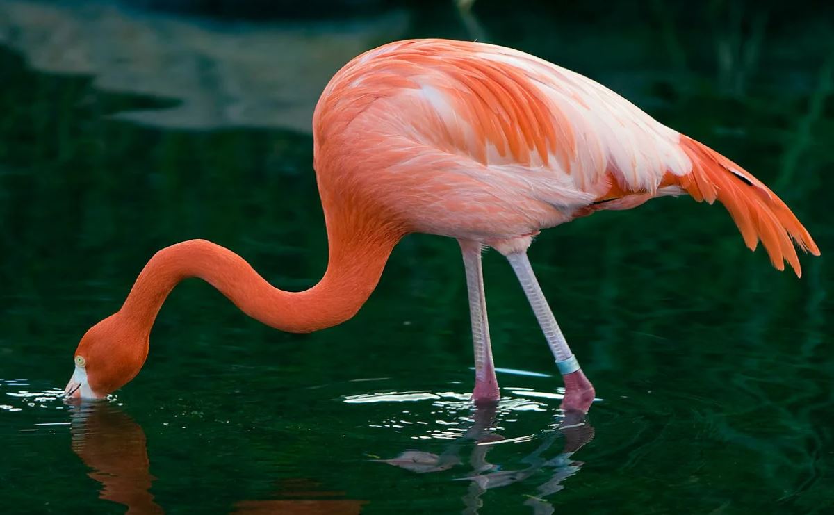 Фламинго — восьмое чудо света. Описание и среда обитания птицы