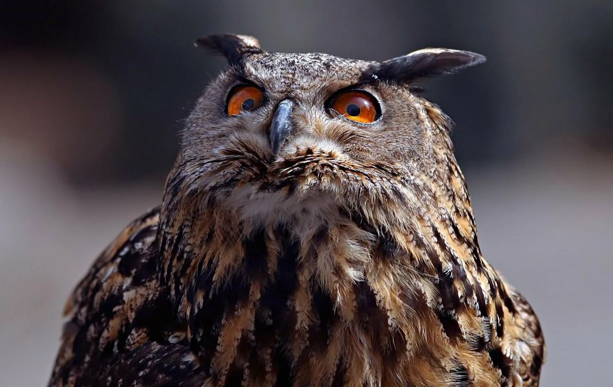 Филин: описание, образ жизни, интересные факты
