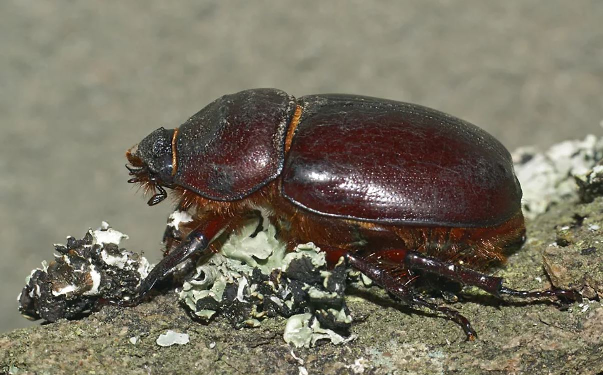 Жук-носорог: описание, где обитает, интересные факты