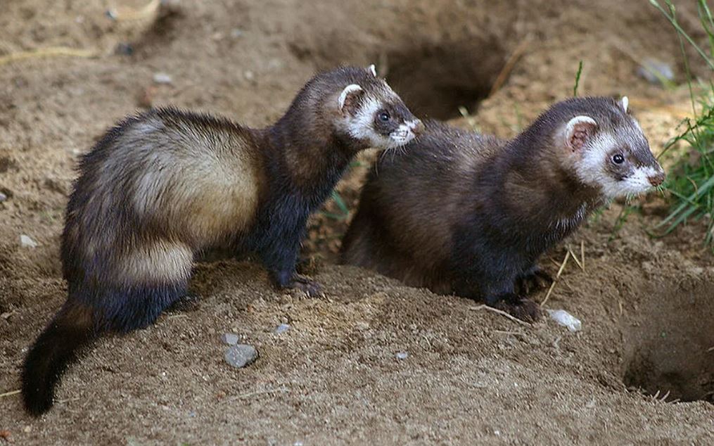 Хонорик – маленький хищник с внешностью хорька и любознательностью норки