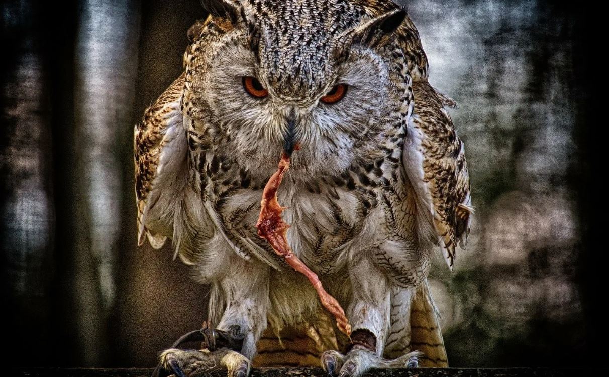Филин: описание, образ жизни, интересные факты