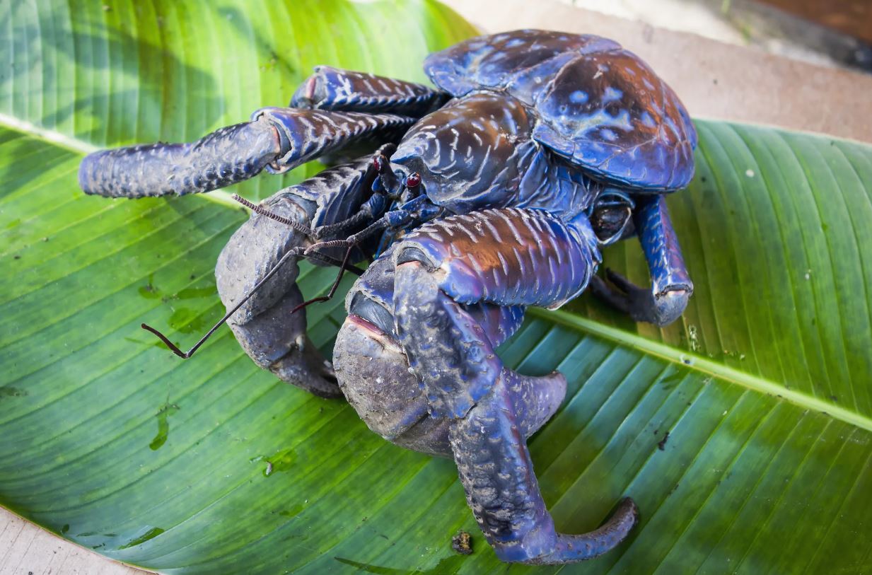 Пальмовый вор: редкий тропический краб-гигант