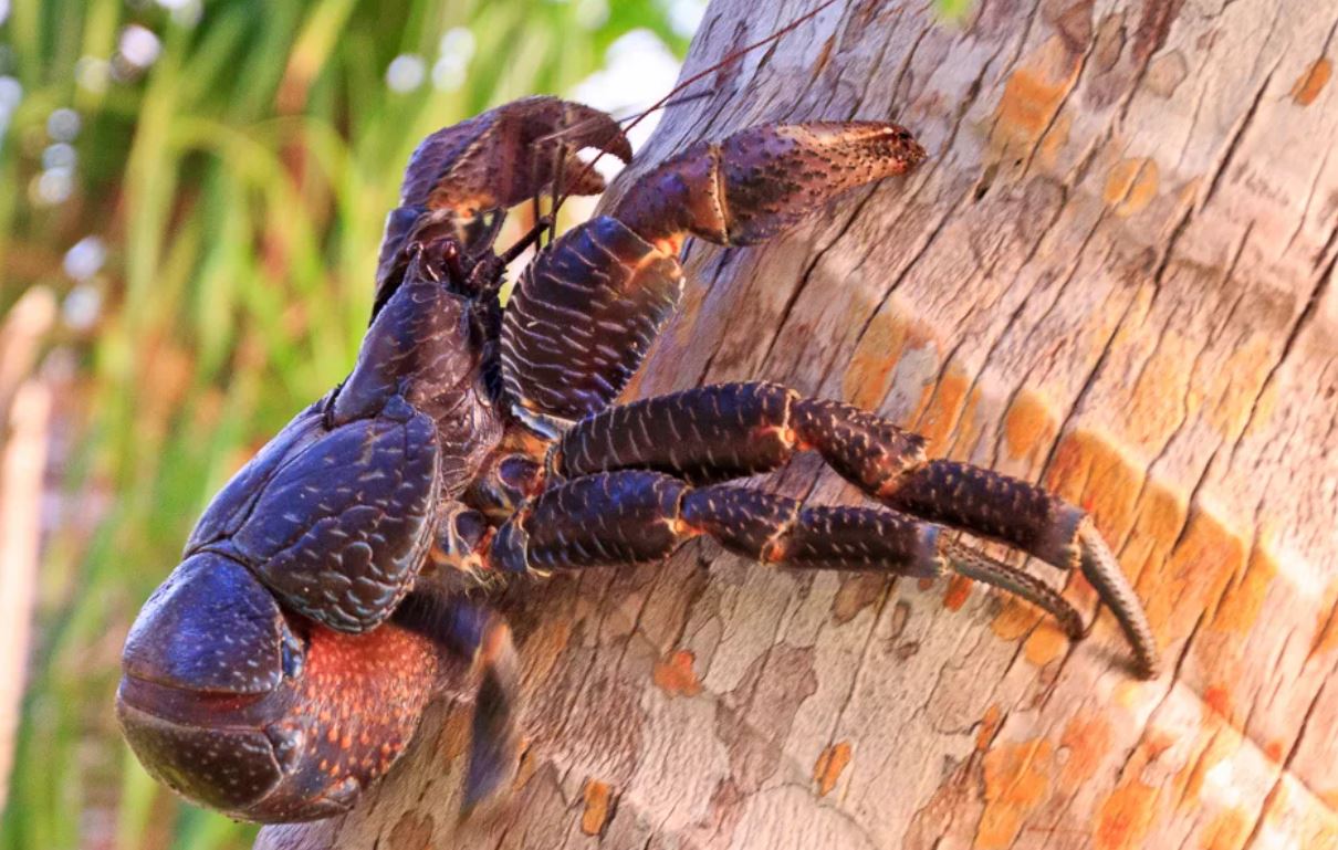 Пальмовый вор: редкий тропический краб-гигант