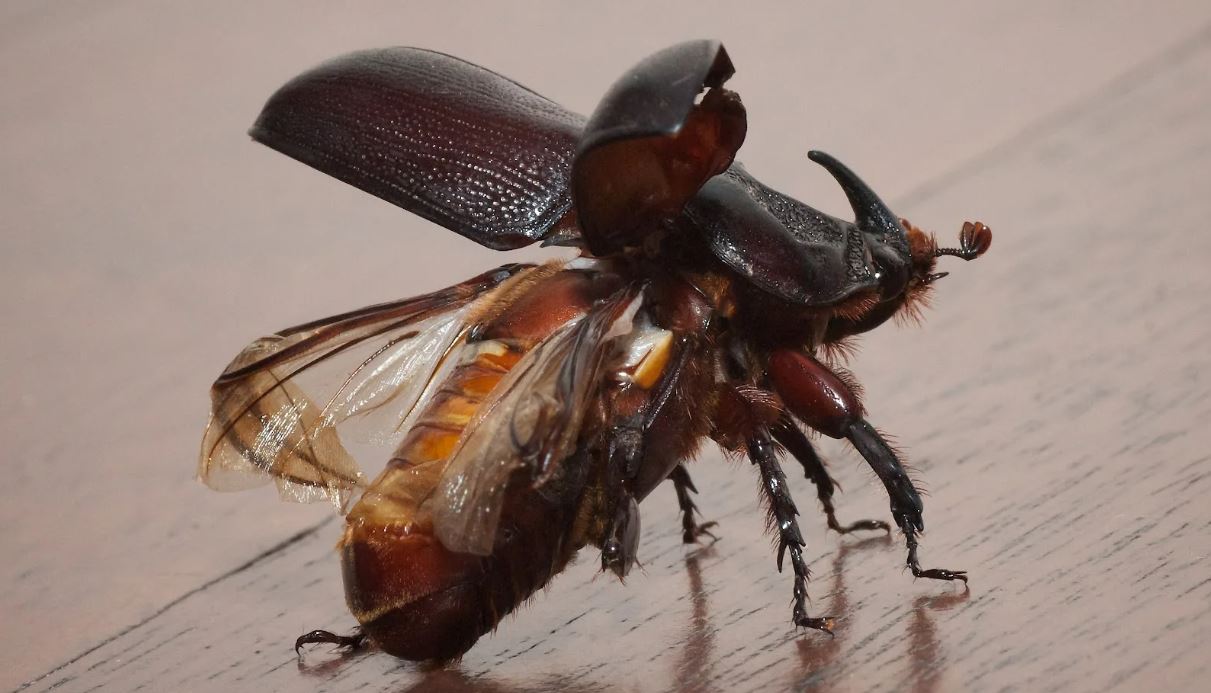 Жук-носорог: описание, где обитает, интересные факты