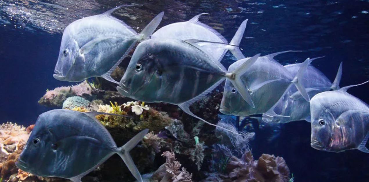 Рыба сошник – особенности обитания, внешний вид, описание