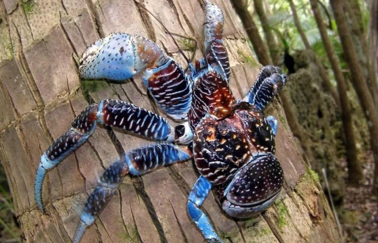 Пальмовый вор: редкий тропический краб-гигант