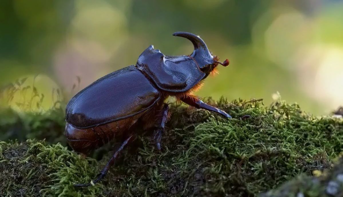 Жук-носорог: описание, где обитает, интересные факты