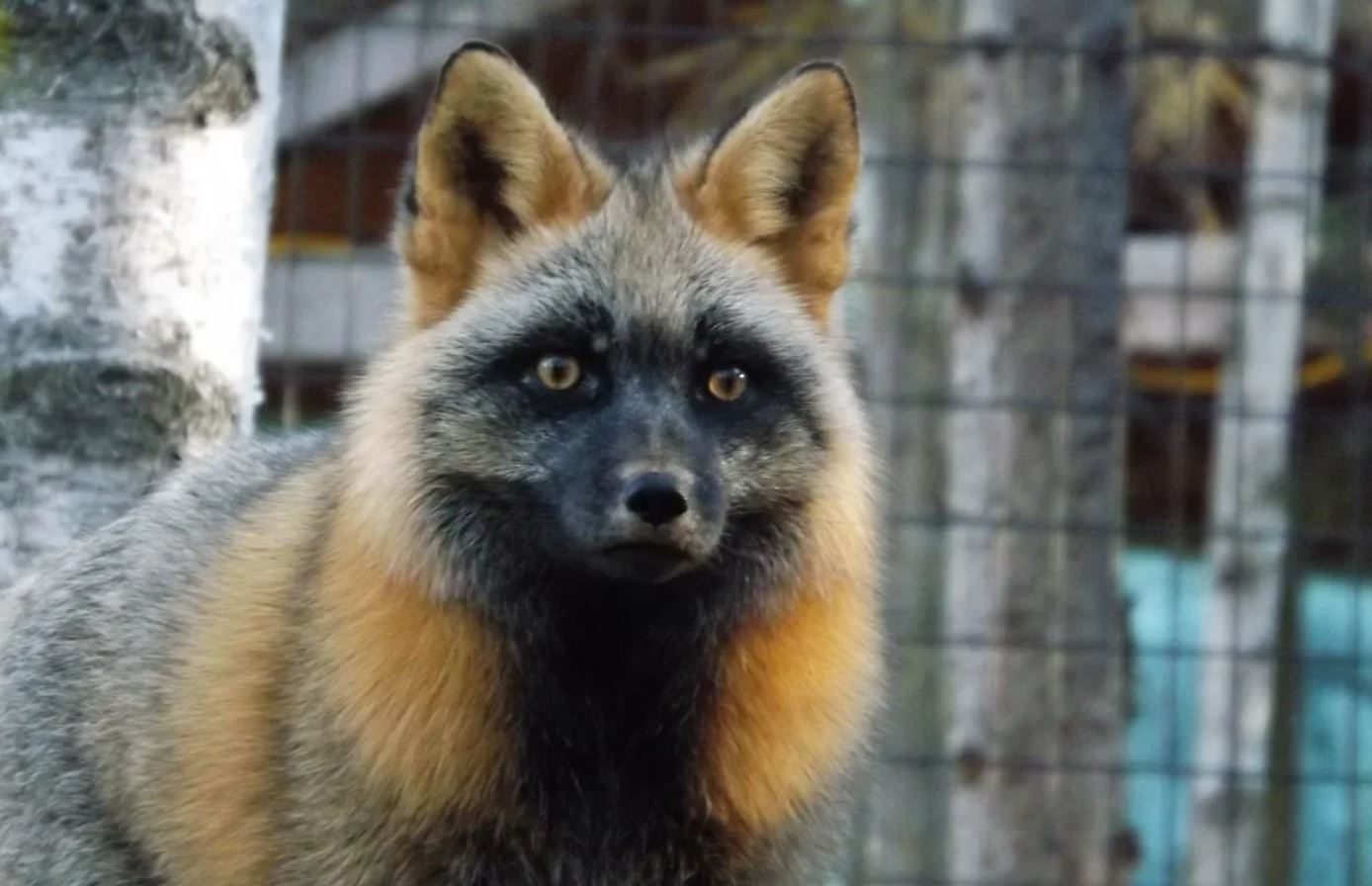 Чернобурка - красивая и редкая