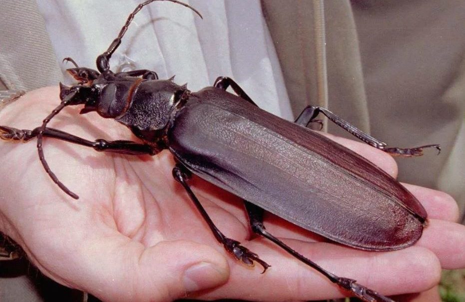 Реликтовый дровосек – древнейший обитатель планеты