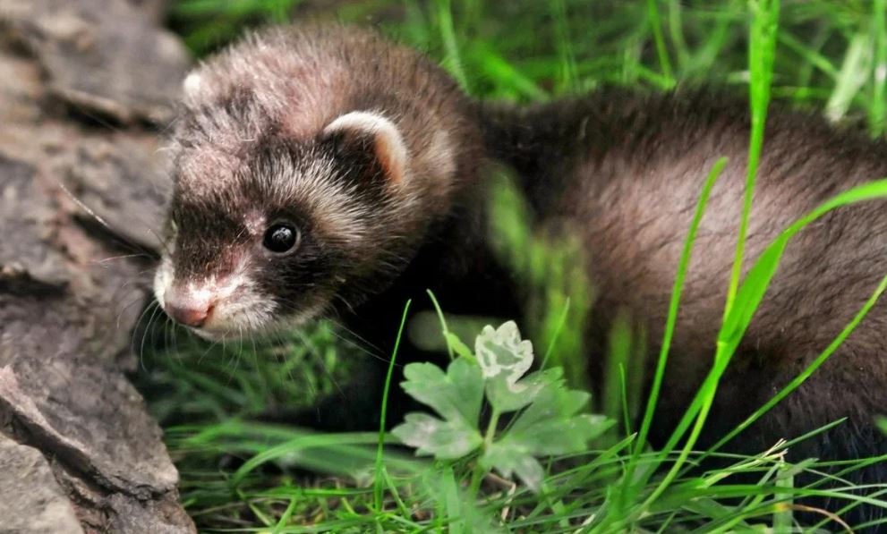 Хонорик – маленький хищник с внешностью хорька и любознательностью норки