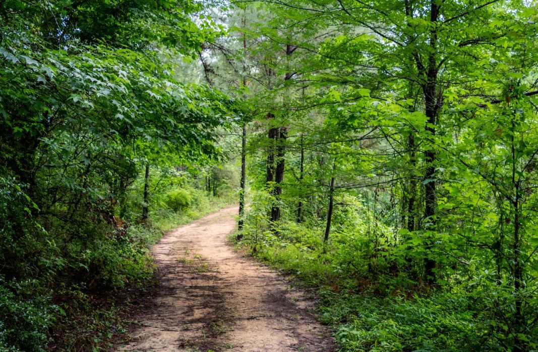 Жук-носорог: описание, где обитает, интересные факты