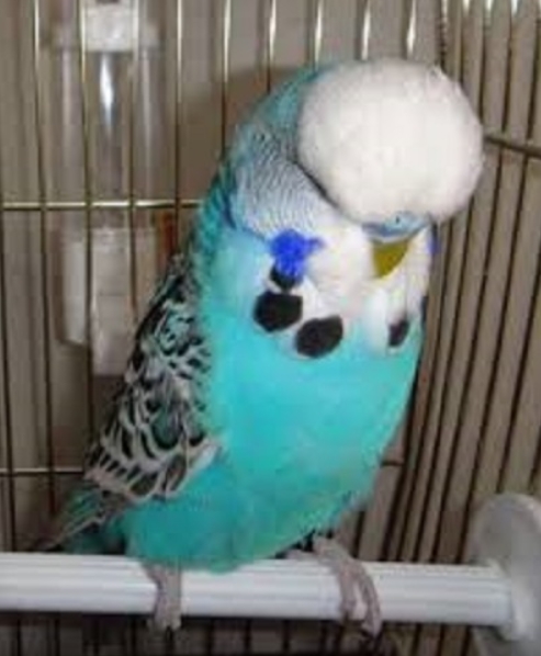 Попугай чех: описание породы