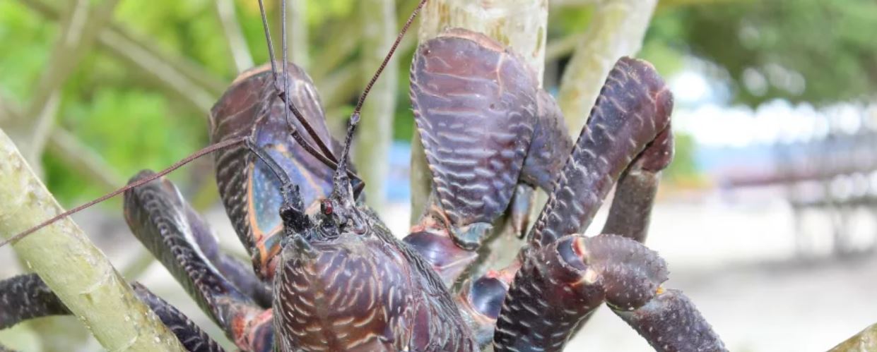 Пальмовый вор: редкий тропический краб-гигант