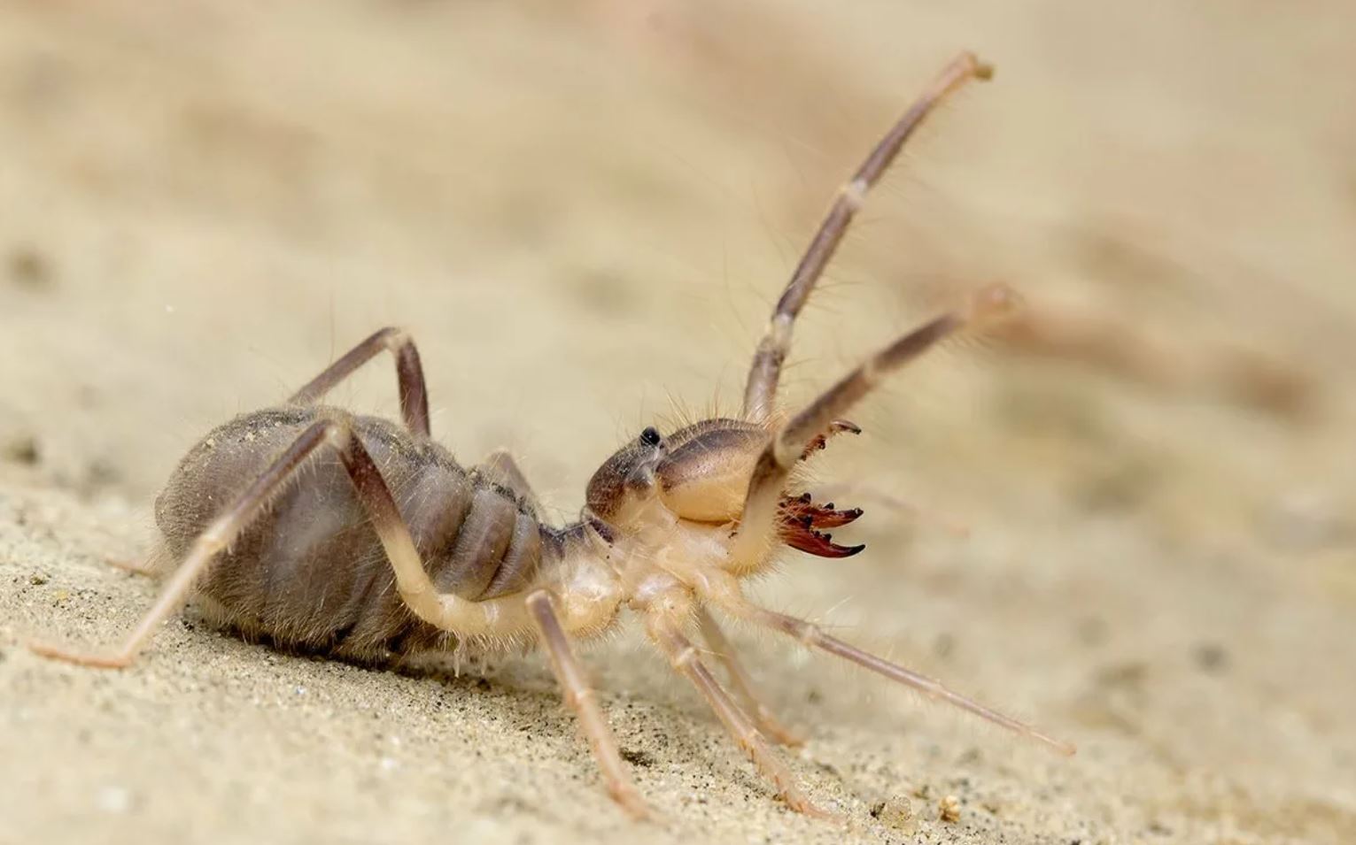 Верблюжий паук: описание, внешний вид, интересные факты