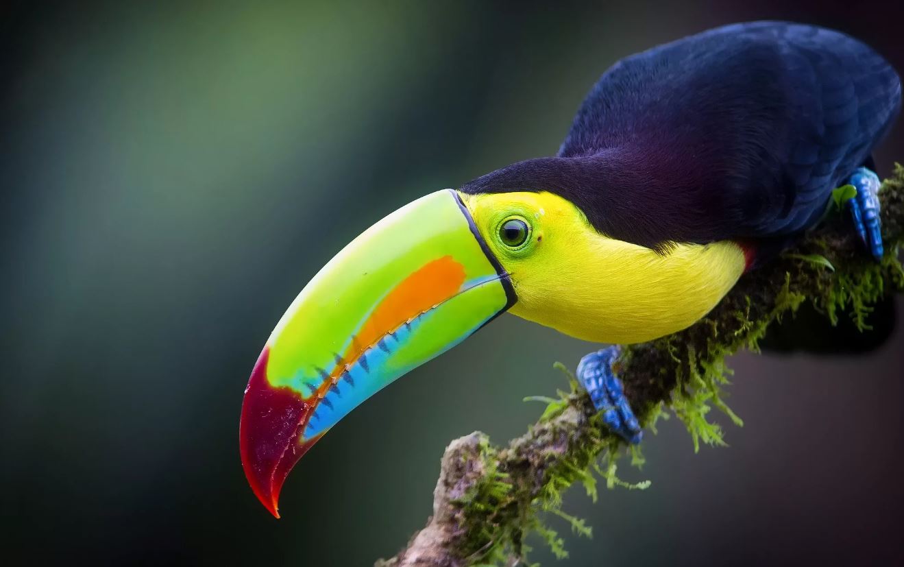 Тукан: описание, где обитает, интересные факты