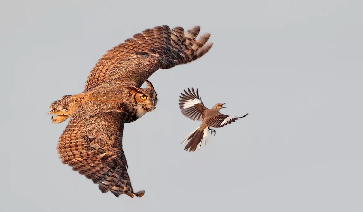 Филин: описание, образ жизни, интересные факты