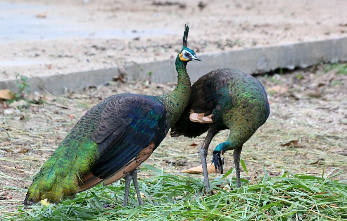Райская птица павлин - где обитает, особенности существования