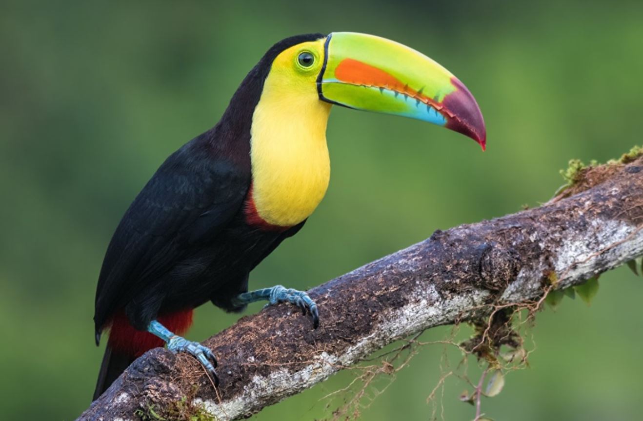Тукан: описание, где обитает, интересные факты