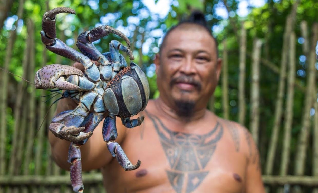 Пальмовый вор: редкий тропический краб-гигант