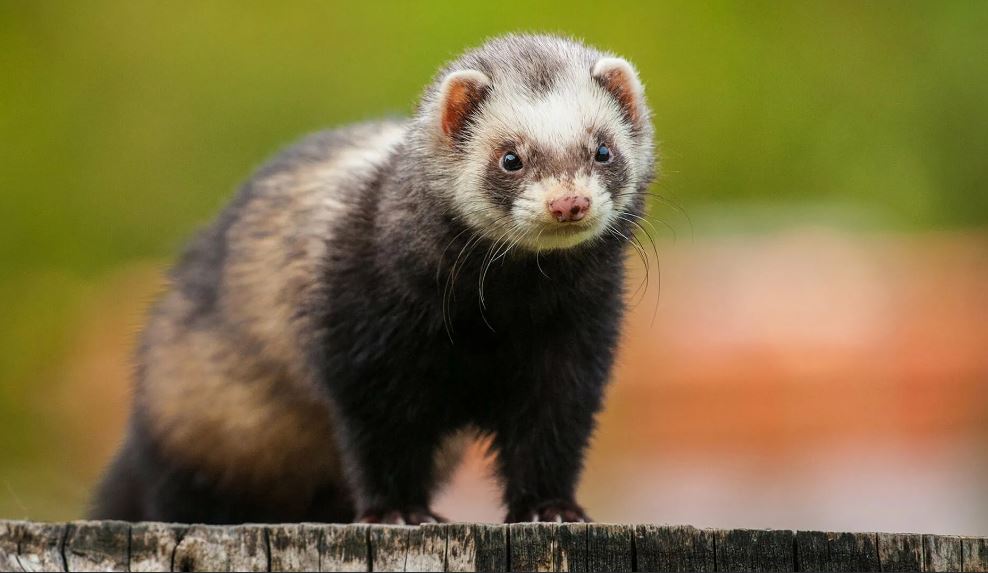 Хонорик – маленький хищник с внешностью хорька и любознательностью норки